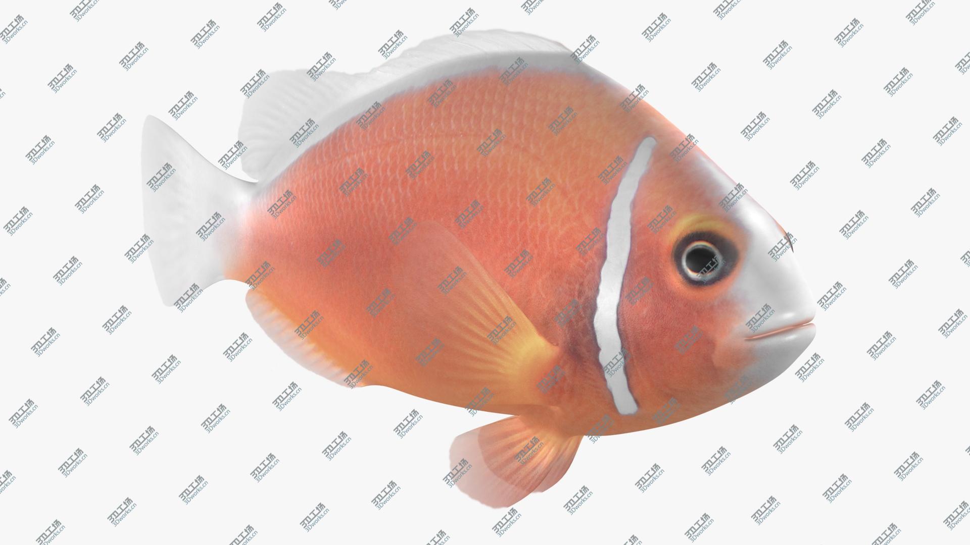 images/goods_img/202105074/Pink Skunk Clownfish Animated model/1.jpg